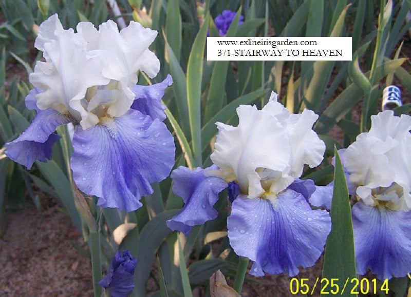 The flower Stairway to Heaven - Tall Bearded Iris (TB)