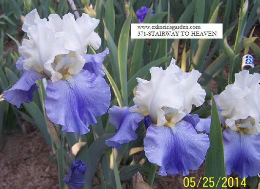 The flower Stairway to Heaven - Tall Bearded Iris (TB)