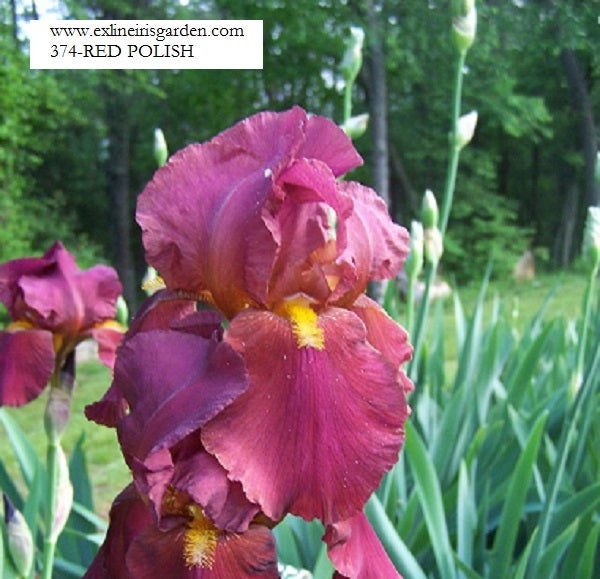 The flower Red Polish - Tall Bearded Iris (TB)