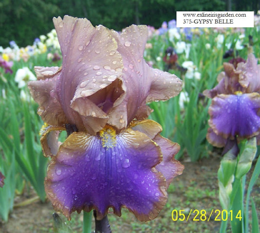 The flower Gypsy Belle - Tall Bearded Iris (TB)