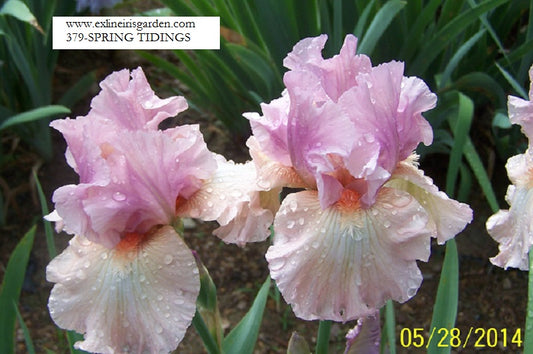 The flower Spring Tidings - Tall Bearded Iris (TB)