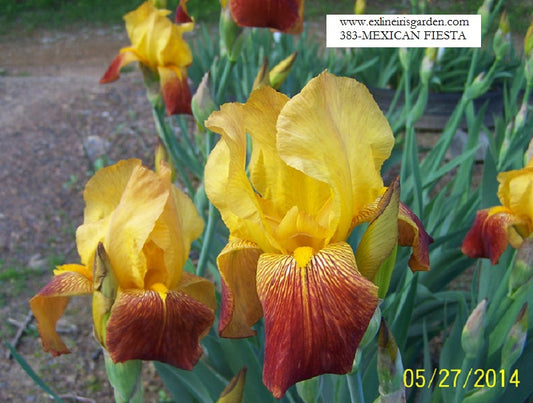 The flower Mexican Fiesta - Tall Bearded Iris (TB)