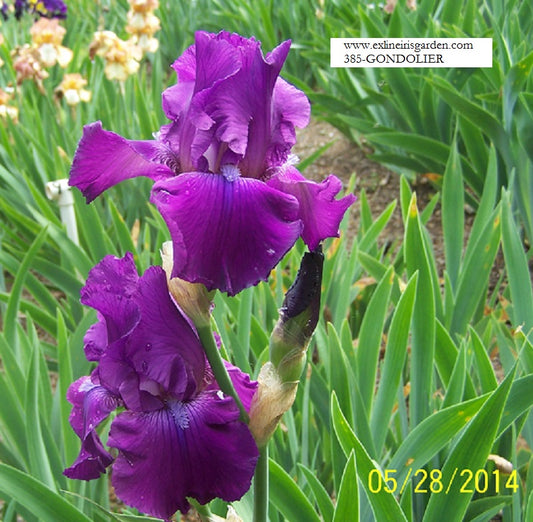 The flower Gondolier - Tall Bearded Iris (TB)