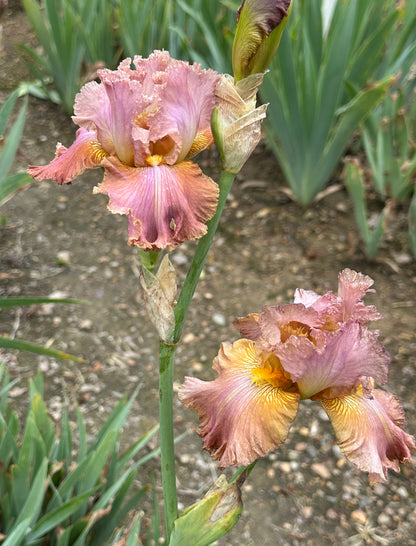 Unidentified Pink TB #2