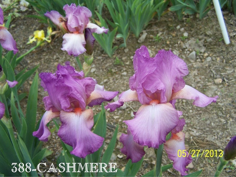 The flower Cashmere - Tall Bearded Iris (TB)