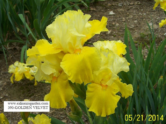 The flower Golden Velvet - Tall Bearded Iris (TB)