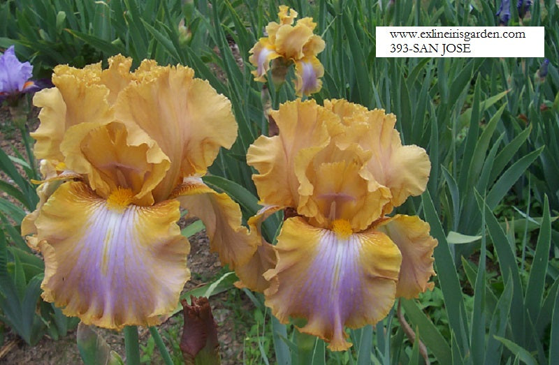 The flower San Jose - Tall Bearded Iris (TB)