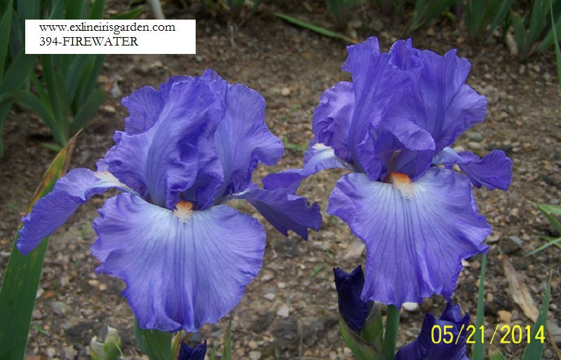 The flower Firewater - Tall Bearded Iris (TB)