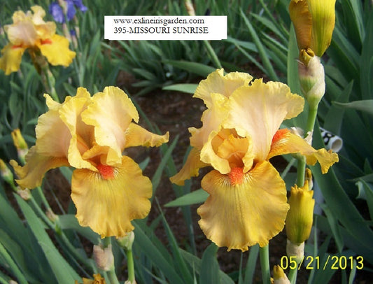 The flower Missouri Sunrise - Tall Bearded Iris (TB)