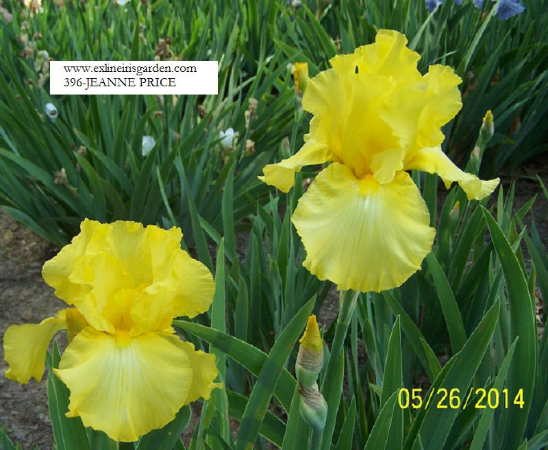 The flower Jeanne Price - Tall Bearded Iris (TB)