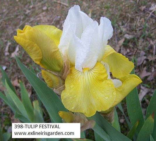 The flower Tulip Festival - Tall Bearded Iris (TB)