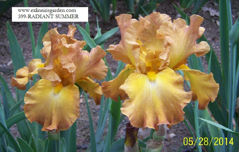 The flower Radiant Summer - Tall Bearded Iris (TB)