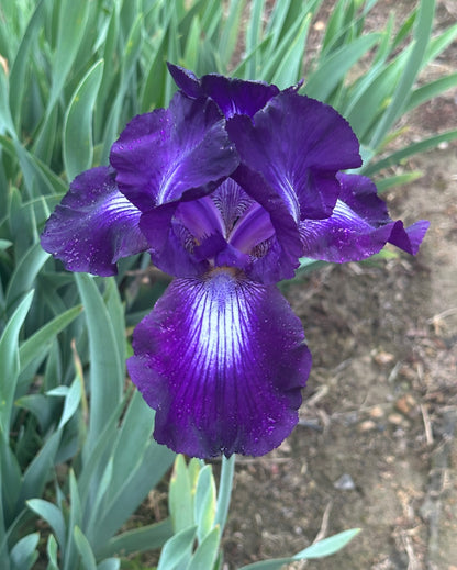 Exotic Star