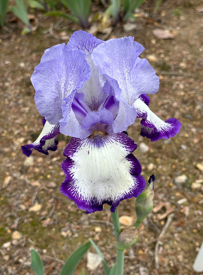 Unidentified Purple Plicata TB