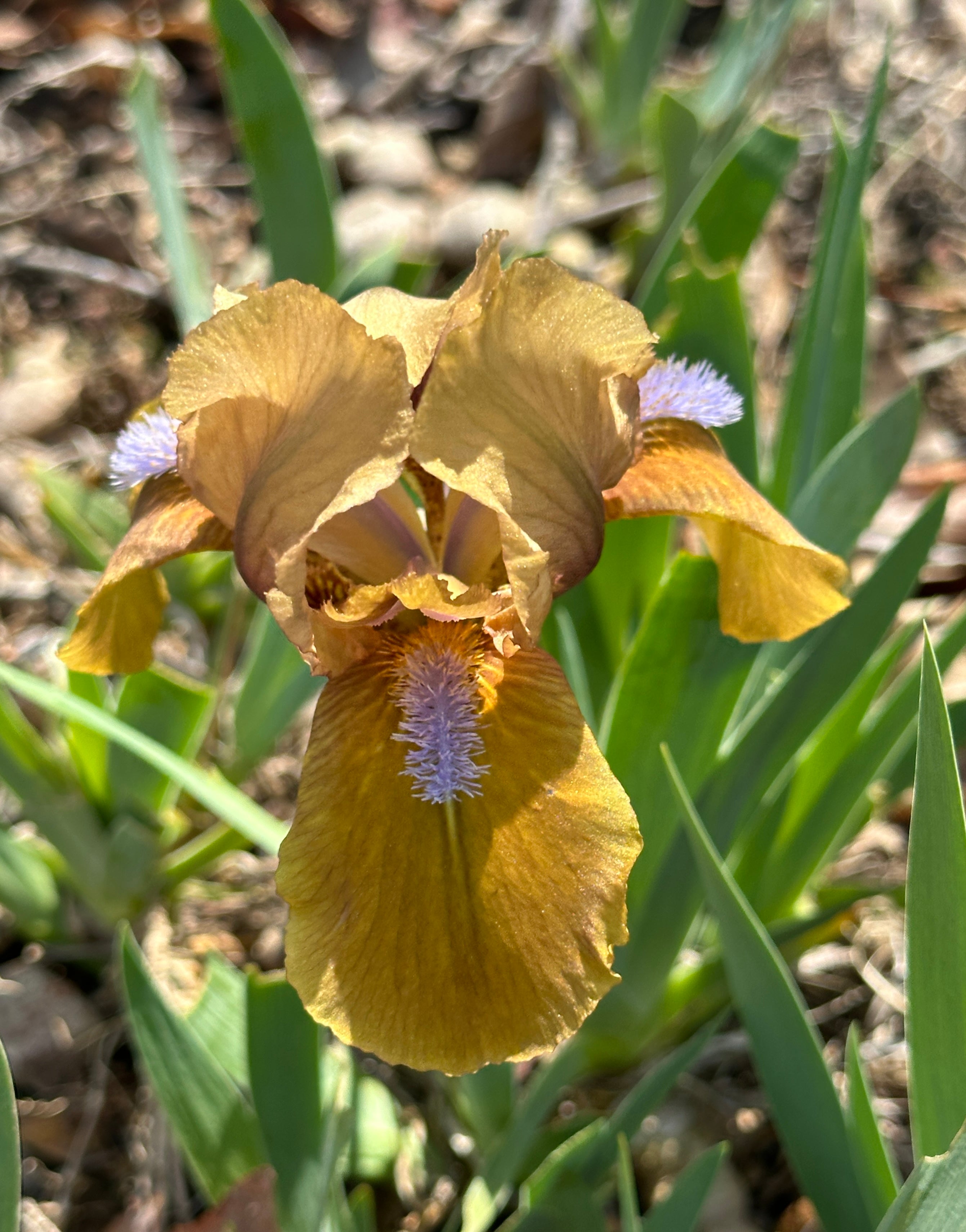 Gingerbread Man - Standard Dwarf Bearded Iris (SDB) – Exline Iris