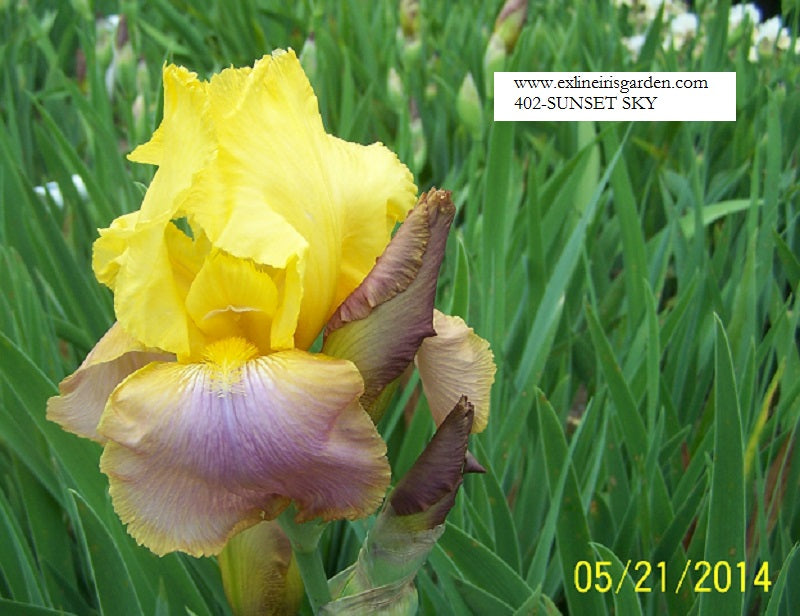 The flower Sunset Sky - Tall Bearded Iris (TB)