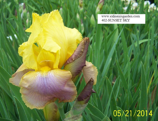 The flower Sunset Sky - Tall Bearded Iris (TB)