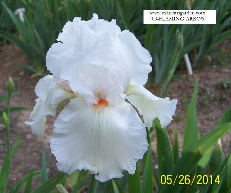 The flower Flaming Arrow - Tall Bearded Iris (TB)