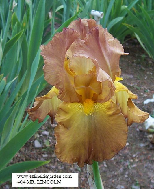 The flower Mr. Lincoln - Tall Bearded Iris (TB)