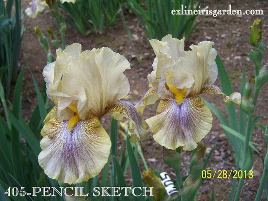 The flower Pencil Sketch - Tall Bearded Iris (TB)