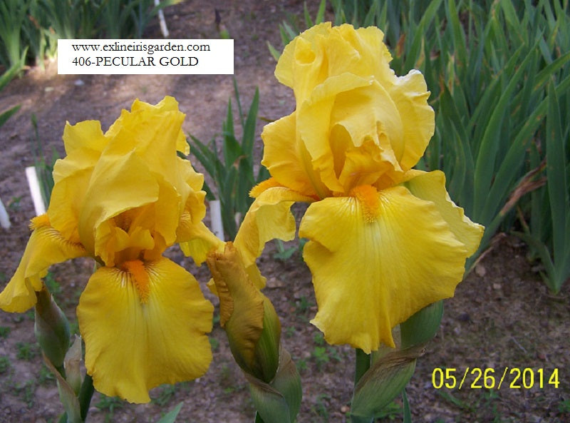 The flower Peculiar Gold - Tall Bearded Iris (TB)