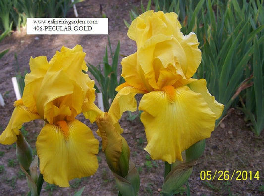 The flower Peculiar Gold - Tall Bearded Iris (TB)