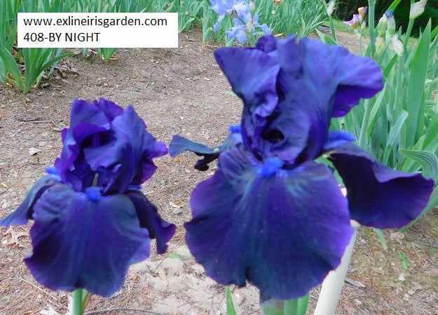 The flower By Night - Tall Bearded Iris (TB)