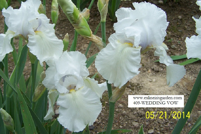 The flower Wedding Vow - Tall Bearded Iris (TB)