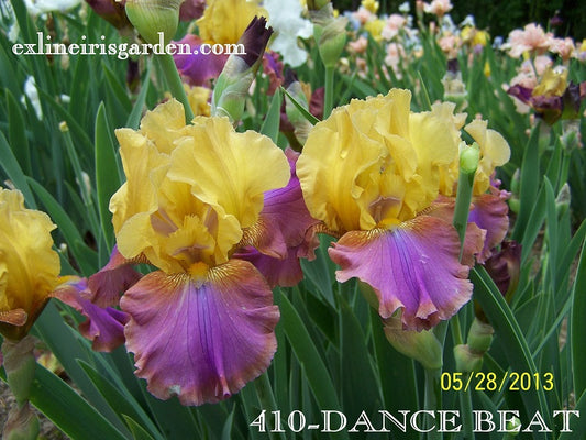 The flower Dance Beat - Tall Bearded Iris (TB)