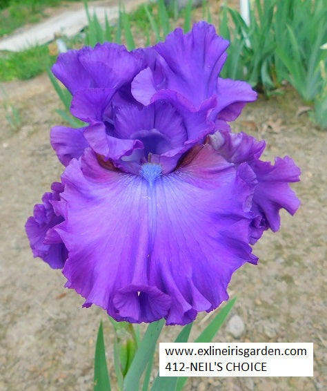 The flower Neil's Choice - Tall Bearded Iris (TB)