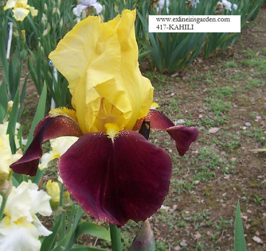 The flower Kahili - Tall Bearded Iris (TB)