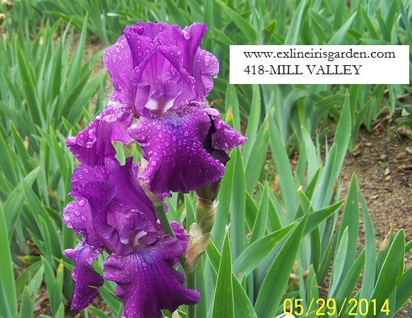 The flower Mill Valley - Tall Bearded Iris (TB)