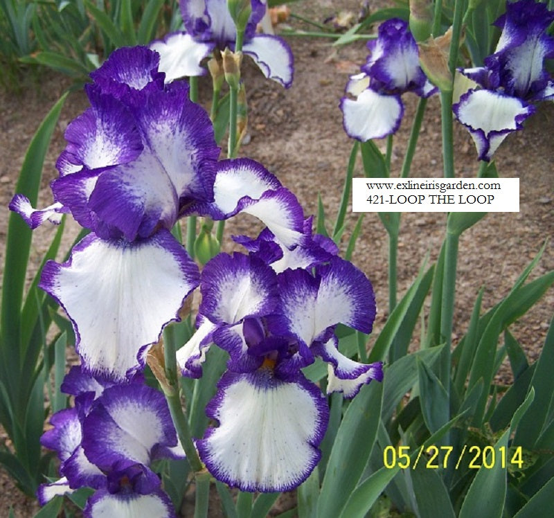 The flower Loop the Loop - Tall Bearded Iris (TB)