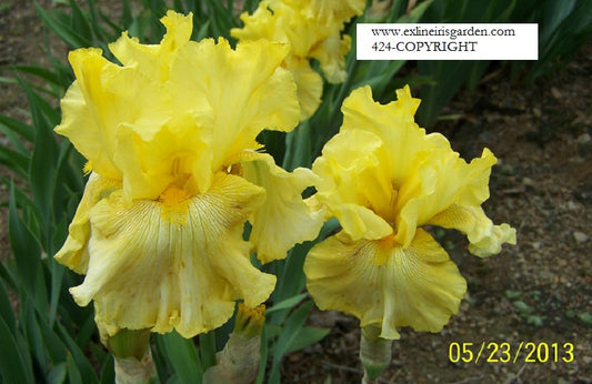 The flower Copyright - Tall Bearded Iris (TB)