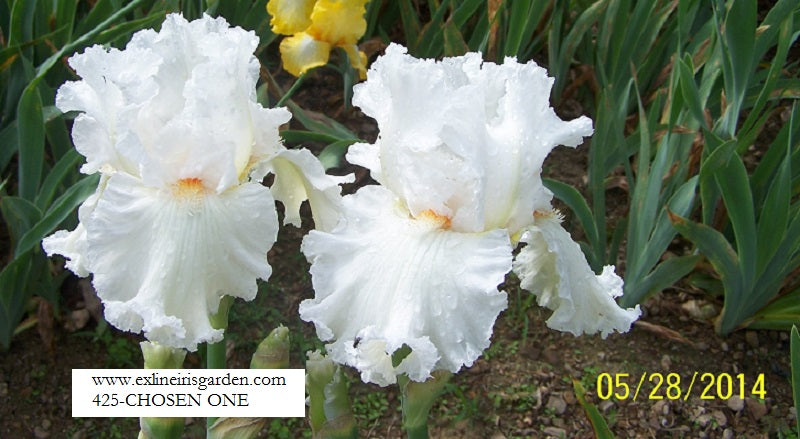 The flower Chosen One - Tall Bearded Iris (TB)