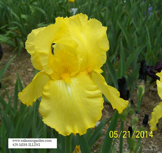 The flower Miss Illini - Tall Bearded Iris (TB)