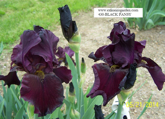 The flower Black Pansy - Tall Bearded Iris (TB)