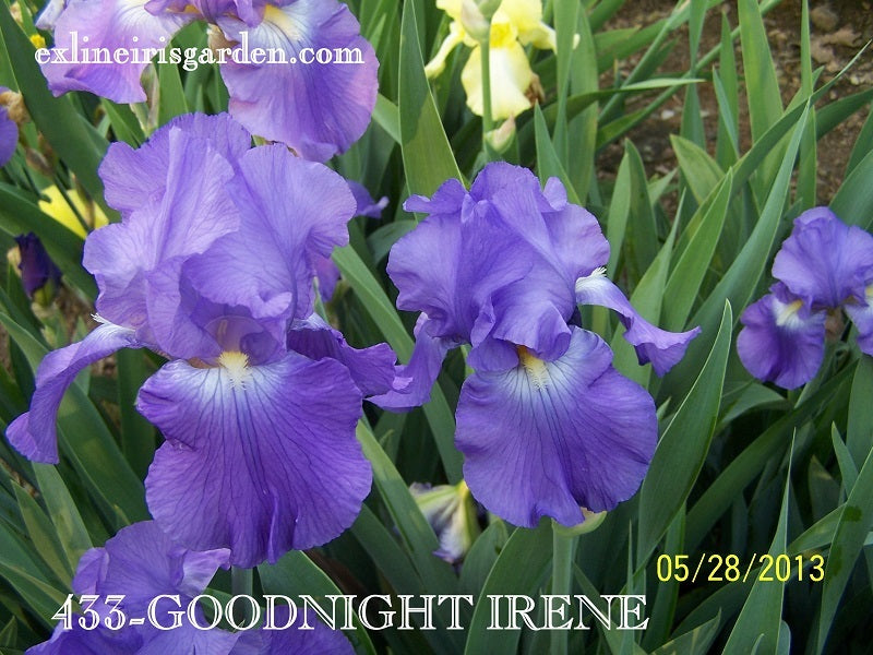 The flower Goodnight Irene - Tall Bearded Iris (TB)