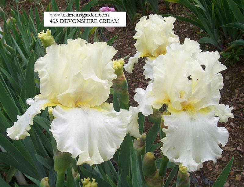 The flower Devonshire Cream - Tall Bearded Iris (TB)