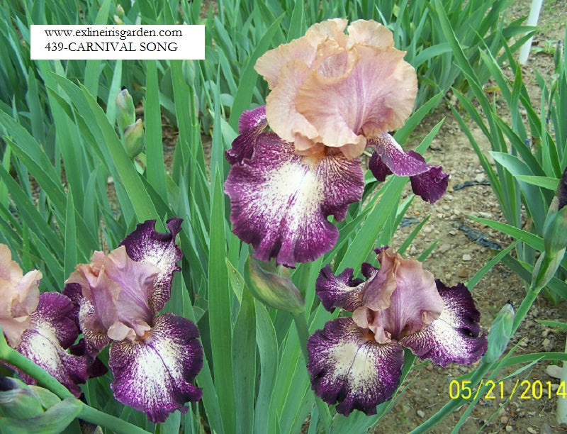 The flower Carnival Song - Tall Bearded Iris (TB)