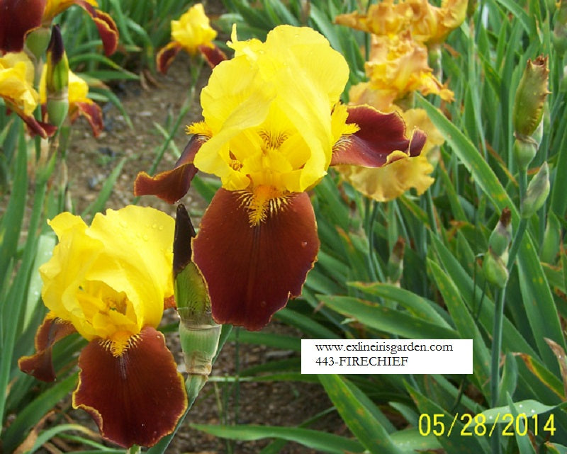 The flower Fire Chief - Tall Bearded Iris (TB)