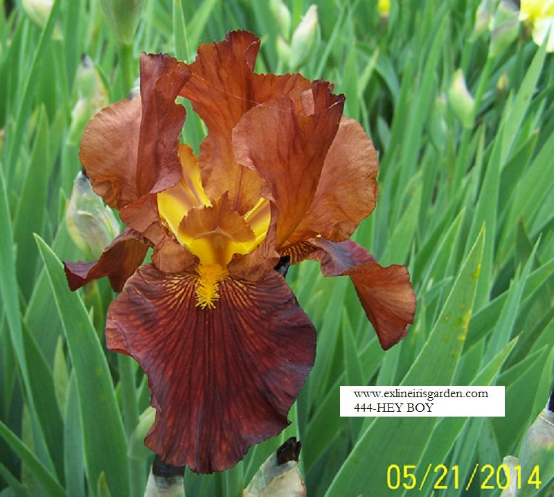 The flower Hey Boy - Tall Bearded Iris (TB)