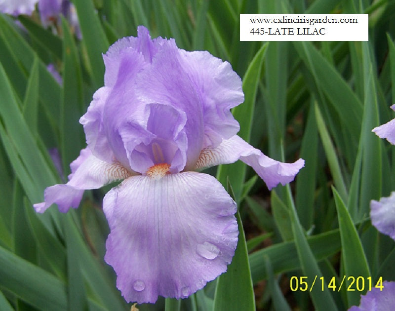 The flower Late Lilac - Tall Bearded Iris (TB)