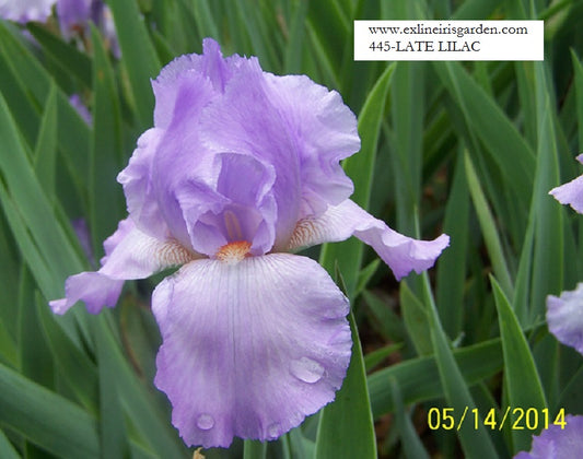 The flower Late Lilac - Tall Bearded Iris (TB)