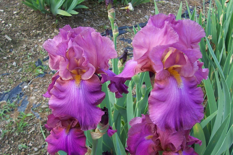 The flower Cranberry Ice - Tall Bearded Iris (TB)