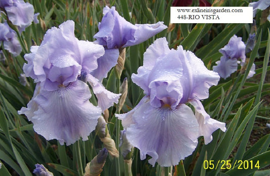 The flower Rio Vista - Tall Bearded Iris (TB)