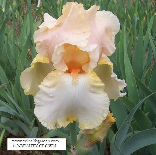 The flower Beauty Crown - Tall Bearded Iris (TB)