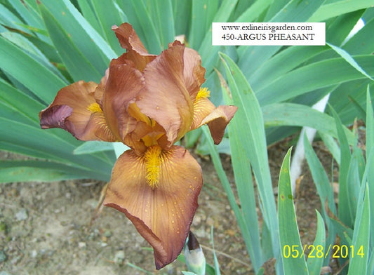 The flower Argus Pheasant - Tall Bearded Iris (TB)