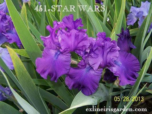 The flower Star Wars - Tall Bearded Iris (TB)