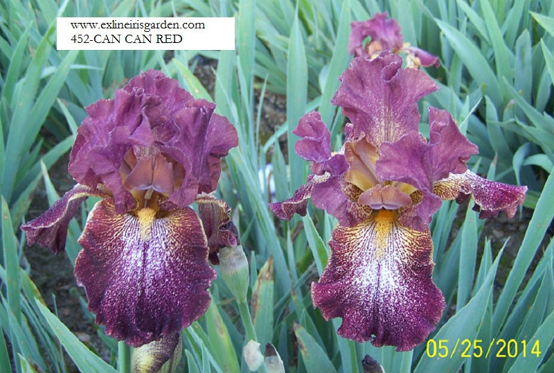 The flower Can Can Red - Tall Bearded Iris (TB)